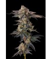 PAMELLOWZ (Papaya × Mellowz 8)