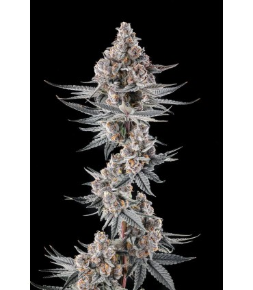 EYE Of JAH (Jahmba Juice × Mellowz 8)