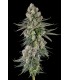 GLUE LOTUS (GG4 × Mellowz 8)