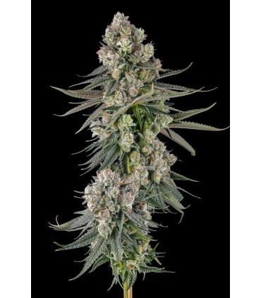 GLUE LOTUS (GG4 × Mellowz 8)