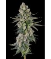 GLUE LOTUS (GG4 × Mellowz 8)