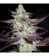 PURPLE WRECK (Purple Urkle x Trainwreck T4) Reserva Privada
