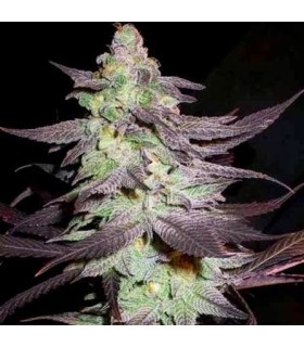 PURPLE WRECK (Purple Urkle x Trainwreck T4) Reserva Privada