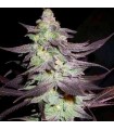 PURPLE WRECK (Purple Urkle x Trainwreck T4) Reserva Privada