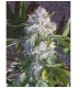 PURPLE WRECK (Purple Urkle x Trainwreck T4) Reserva Privada