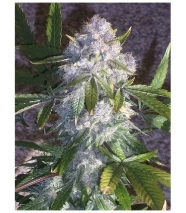PURPLE WRECK (Purple Urkle x Trainwreck T4) Reserva Privada