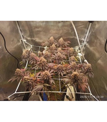 MR JONES 7FEM (OZK Bx2 x Eye Candy)