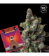MR JONES 7FEM (OZK Bx2 x Eye Candy)