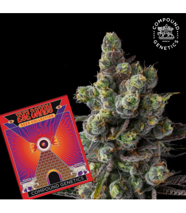 MR JONES 7FEM (OZK Bx2 x Eye Candy)