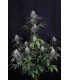 Lemon Cherry Sundae Auto 3FEM