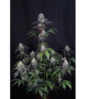 Lemon Cherry Sundae Auto 3FEM