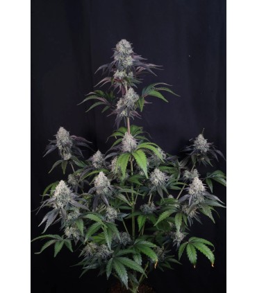 Lemon Cherry Sundae Auto 3FEM