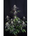 Lemon Cherry Sundae Auto 3FEM