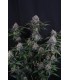 Lemon Cherry Sundae Auto 3FEM