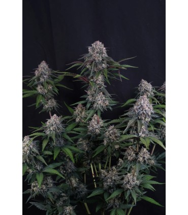 Lemon Cherry Sundae Auto 3FEM