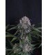 Sundae Frost Auto 3FEM