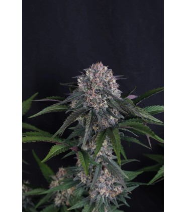 Sundae Frost Auto 3FEM