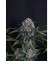 Sundae Frost Auto 3FEM
