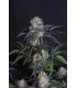 Sundae Frost Auto 3FEM