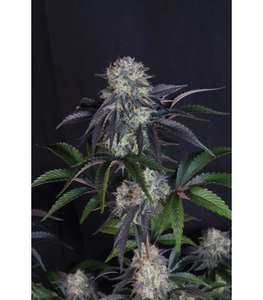 Sundae Frost Auto 3FEM