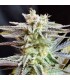 SUGAR BLACK ROSE