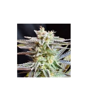 SUGAR BLACK ROSE