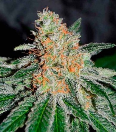 JÄGG KUSH