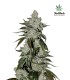 GIRL SCOUT COOKIES AUTO