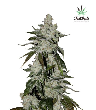 GIRL SCOUT COOKIES AUTO