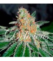 CBD JAM