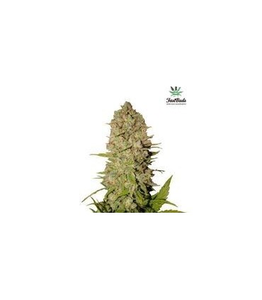PINEAPPLE EXPRESS
