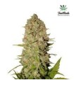 PINEAPPLE EXPRESS