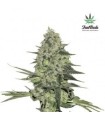 RHINO RYDER AUTO