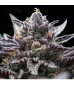 DOUBLE STUFFED SORBET (Do-Si-Dos x Sorbet)