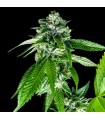 SORBET DREAMS (Kush Dreams x Sorbet)