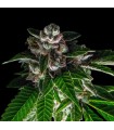 BAKERS DELIGHT (Girl Scout Cookies x Sorbet)