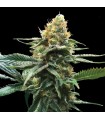 SOUR SORBET (Sour Diesel x Sorbet)