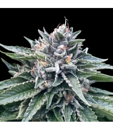 SORBET 4