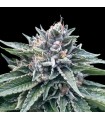 SORBET 4 (Gorilla Glue 4 x Sorbet)