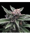 TRIPLE SCOOP (Super Silver Haze x Grape L.A. x Sorbet)