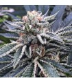 KOSHER DAWG (Stardawg Guava x Kosher Kush)