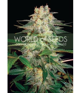 Afghan Kush Ryder