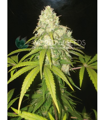 Afghan Kush x Yumbolt