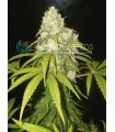 Afghan Kush x Yumbolt 3FEM