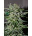 Pakistan Valley EARLY HARVEST