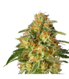 TnT Trichome